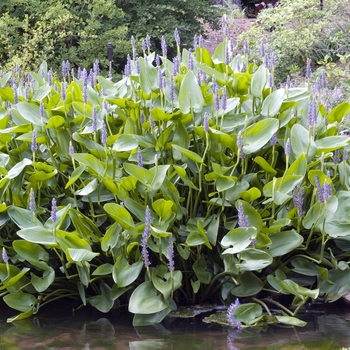 Pontederia cordata '' (020442)