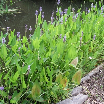 Pontederia cordata '' (020443)