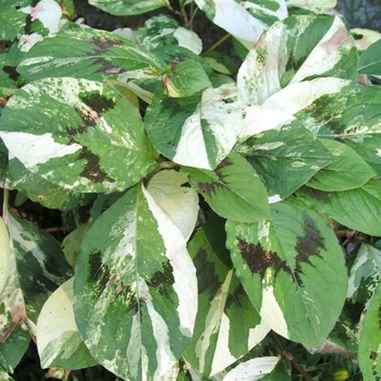 Persicaria virginiana 'Painter's Palette' (020445)