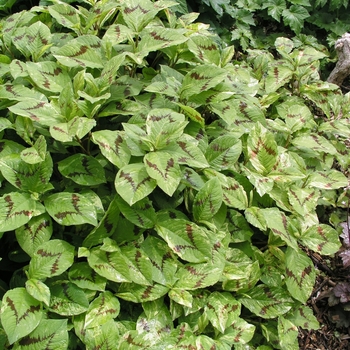 Persicaria virginiana 'Painter's Palette' (020446)