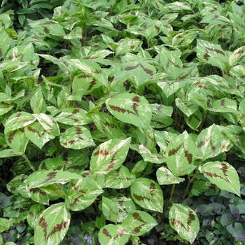 Persicaria virginiana 'Painter's Palette' (020447)