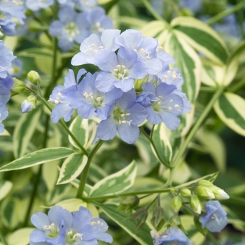 Polemonium reptans 'Stairway to Heaven' (020459)