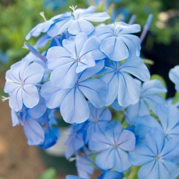 Plumbago auriculata '' (020470)