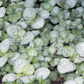 Plectranthus oertendahlii 'Emerald Lace' (020483)