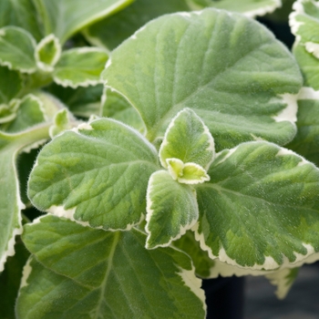 Plectranthus 'Nicodemus' (020484)