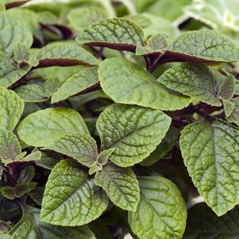 Plectranthus coleoides 'Nico' (020485)