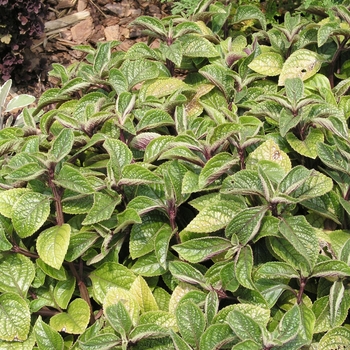 Plectranthus coleoides 'Nico' (020486)