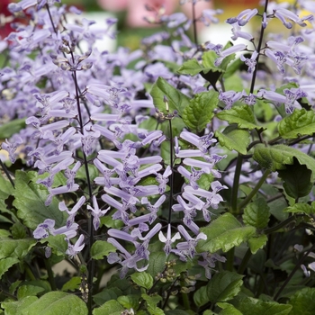 Plectranthus 'Mona Lavender' (020487)