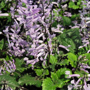 Plectranthus 'Mona Lavender' (020488)