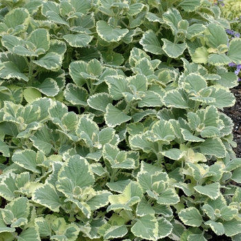 Plectranthus fosteri 'Green on Green' (020492)