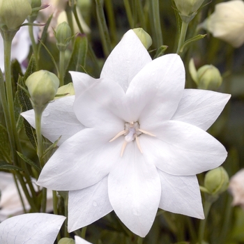 Platycodon grandiflorus 'Hakone White' (020544)