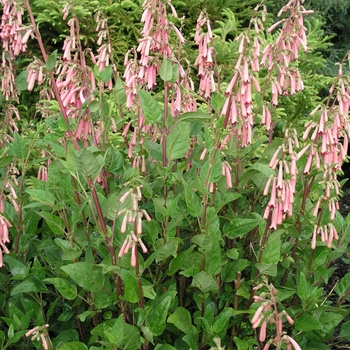 Phygelius 'Winchester Fanfare' (020709)