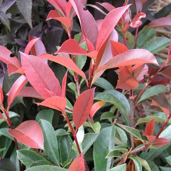 Photinia fraseri '' (020725)