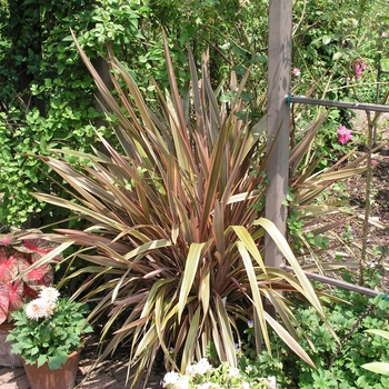 Phormium tenax 'Maori Sunset' (020729)