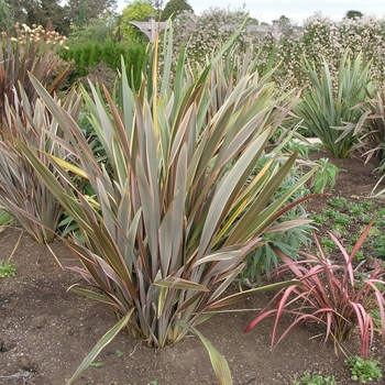 Phormium tenax '' (020733)