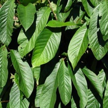 Asimina triloba '' (021175)