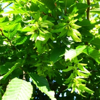 Carpinus betulus 'Columnaris Nana' (021183)