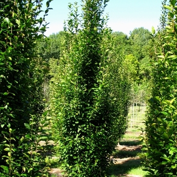 Carpinus betulus 'Columnaris Nana' (021184)