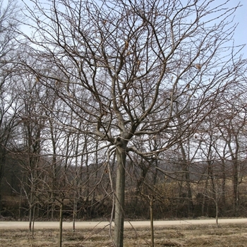 Carpinus betulus 'Pendula' (021185)