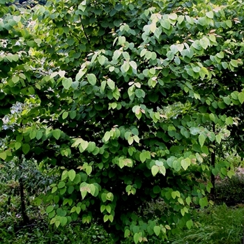 Cercidiphyllum japonicum