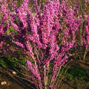 Cercis chinensis 'Avondale' (021217)