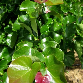 Cercis canadensis var. texensis 'Oklahoma' (021222)