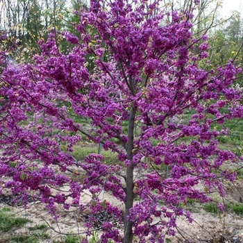 Cercis canadensis var. texensis 'Oklahoma' (021223)