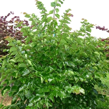 Cercis canadensis var. texensis 'Oklahoma' (021224)