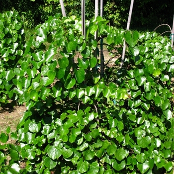 Cercis canadensis var. texensis 'Traveller' (021225)