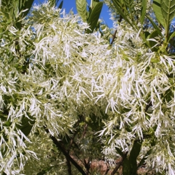 Chionanthus virginicus '' (021228)