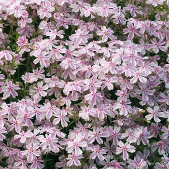 Phlox subulata 'Tamaongalie' (021247)