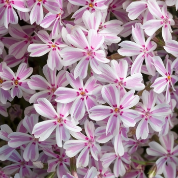 Phlox subulata 'Tamaongalie' (021248)