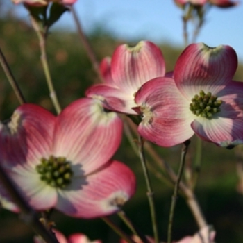 Cornus florida 'Cherokee Brave' (021333)