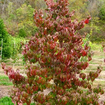 Cornus florida 'Cherokee Brave' (021335)