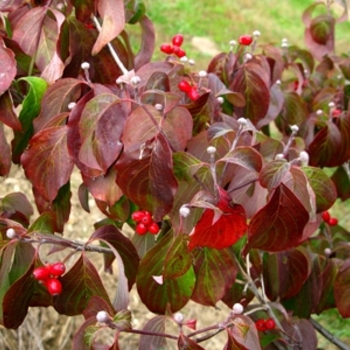 Cornus florida 'Cherokee Princess' (021336)