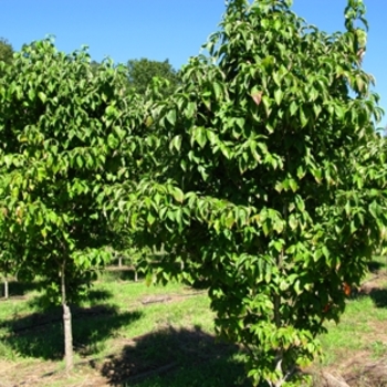 Cornus florida 'Cherokee Princess' (021338)