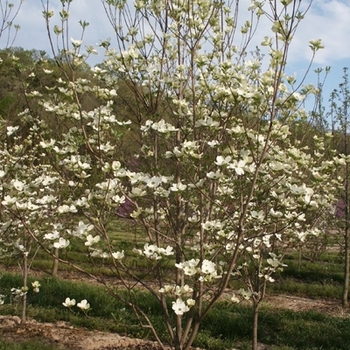 Cornus florida 'Cherokee Princess' (021339)