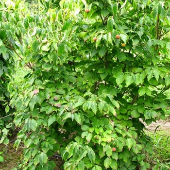 Cornus kousa '' (021340)