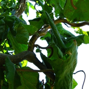 Corylus avellana 'Contorta' (021346)