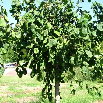 Corylus avellana 'Contorta' (021347)