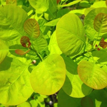 Cotinus coggygria 'Golden Spirit' (021352)