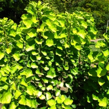 Cotinus coggygria 'Golden Spirit' (021354)