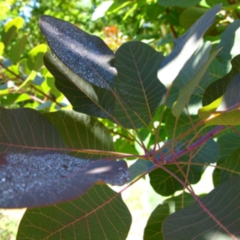 Cotinus 'Grace' (021355)