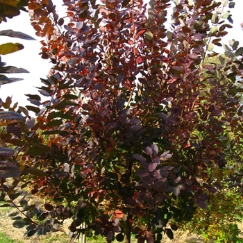 Cotinus 'Grace' (021357)