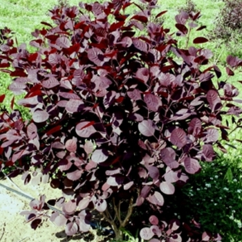 Cotinus 'Grace' (021358)