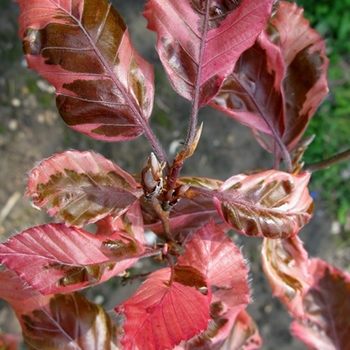 Fagus sylvatica 'Roseomarginata' (021362)