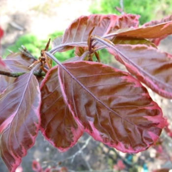 Fagus sylvatica 'Roseomarginata' 