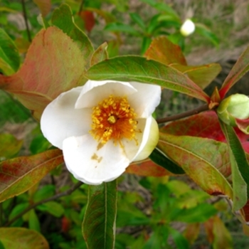 Franklinia alatamaha '' (021368)