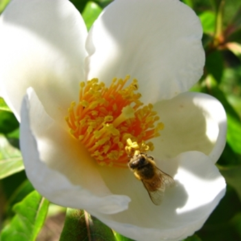 Franklinia alatamaha '' (021369)