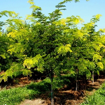 Gleditsia triacanthos var. inermis 'Sunburst®' (021372)